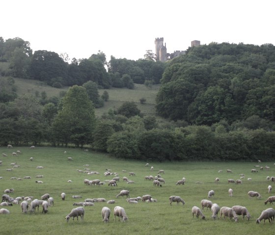Ortsansicht: Schafe vor der Kasselburg Ortsansicht: Schafe vor der Kasselburg