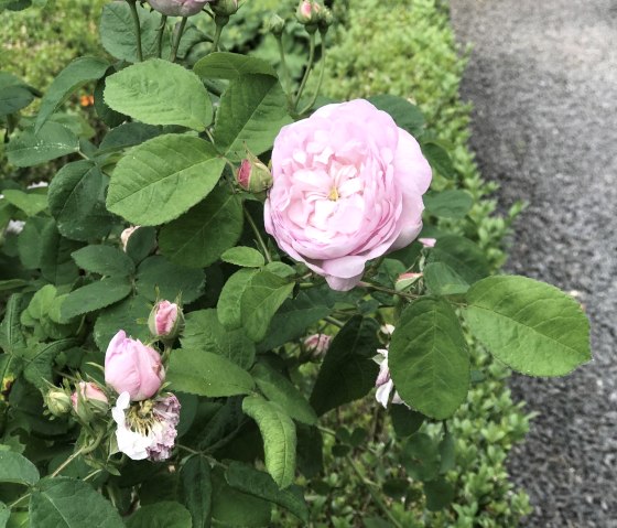 Rose Rose
