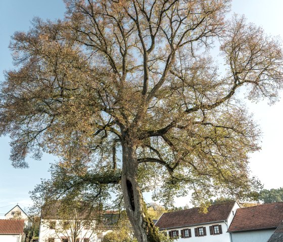 Eifelsteig-2019-154-Kloster Niederehe, © Eifel Tourismus GmbH, Dominik Ketz Eifelsteig-2019-154-Kloster Niederehe, © Eifel Tourismus GmbH, Dominik Ketz