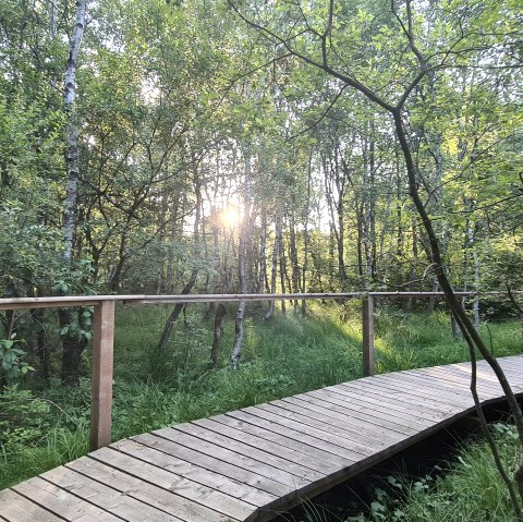 Moorpfad Ormont, © Touristik GmbH Gerolsteiner Land -Leonie Post Moorpfad Ormont, © Touristik GmbH Gerolsteiner Land -Leonie Post