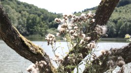 Das Immerather Maar, © GesundLand Vulkaneifel GmbH Das Immerather Maar, © GesundLand Vulkaneifel GmbH