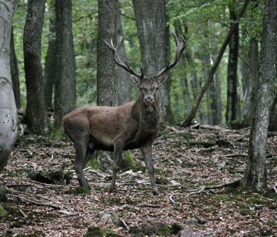 Herbstzeit - Brunftzeit der Hirsche Herbstzeit - Brunftzeit der Hirsche
