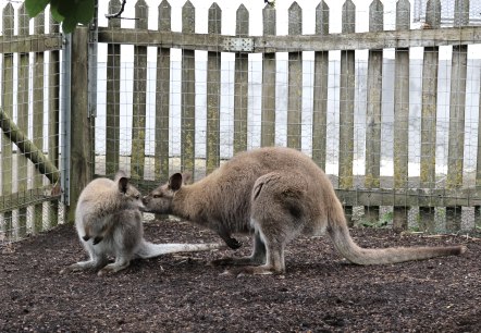 Eingezäuntes Gehege mit Kängurus.
, © Gröner Hof Zwei Kängurus stehen und sitzen nahe beieinander in einem eingezäunten gehege unter Bäumen.