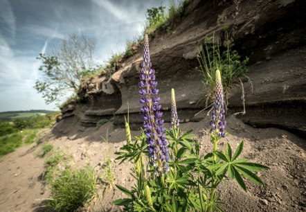 Vulkanische gesteentelagen in een groen landschap onder een blauwe hemel en bloeiende planten.
, © Eifel Tourismus GmbH, Dominik Ketz Gelaagde vulkanische gesteenten in een landschap met bomen, planten en een blauwe hemel.