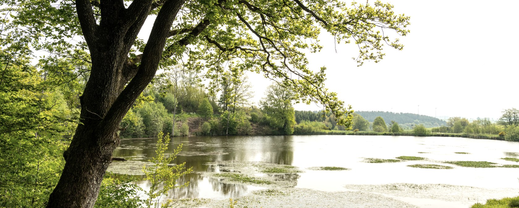 Ruhiger See des Maars umgeben von grüner Vegetation und Bäumen, im Hintergrund sind Windräder zu sehen., © Eifel Tourismus GmbH, Dominik Ketz Ruhiger See des Maars umgeben von grüner Vegetation und Bäumen, im Hintergrund sind Windräder zu sehen., © Eifel Tourismus GmbH, Dominik Ketz