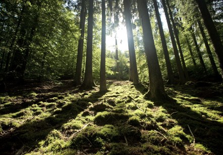 Eifel Landschaft, © Eifel Tourismus GmbH, Dominik Ketz Eifel Landschaft, © Eifel Tourismus GmbH, Dominik Ketz