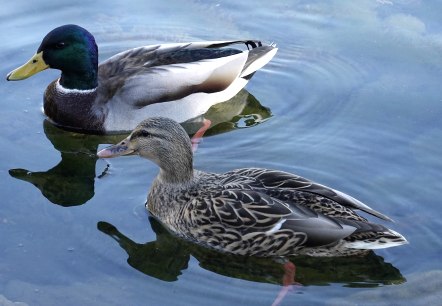 Enten auf dem See, © Pixabay Enten auf dem See, © Pixabay