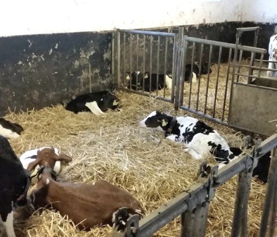 Stall2, © Kloep Stall2, © Kloep