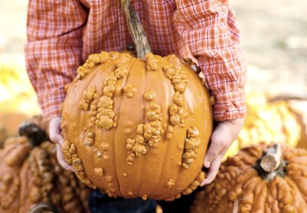 Pumpkin season, © Pixabay A small boy carries a large heavy pumpkin and is surrounded by many others.