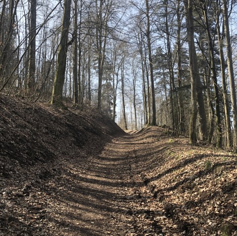 Ein Waldweg im Stadtwald Gerolstein, gesäumt von hohen, kahlen Bäumen unter einem klaren blauen Himmel., © Touristik GmbH Gerolsteiner Land, Leonie Post Ein Waldweg im Stadtwald Gerolstein, gesäumt von hohen, kahlen Bäumen unter einem klaren blauen Himmel., © Touristik GmbH Gerolsteiner Land, Leonie Post