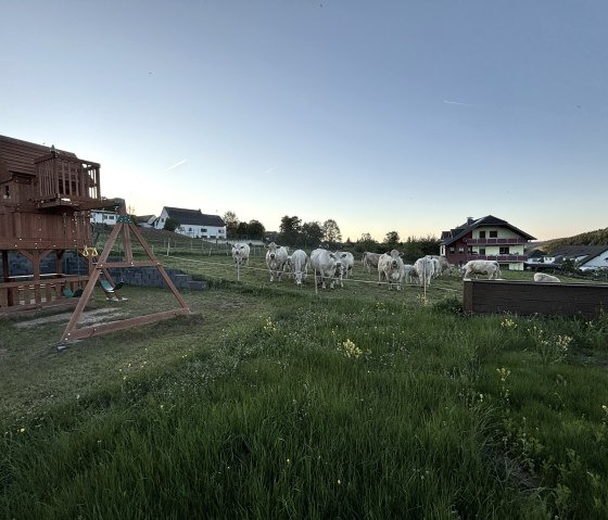 Tierisches Erlebnis direkt am Gartenzaun Tierisches Erlebnis direkt am Gartenzaun