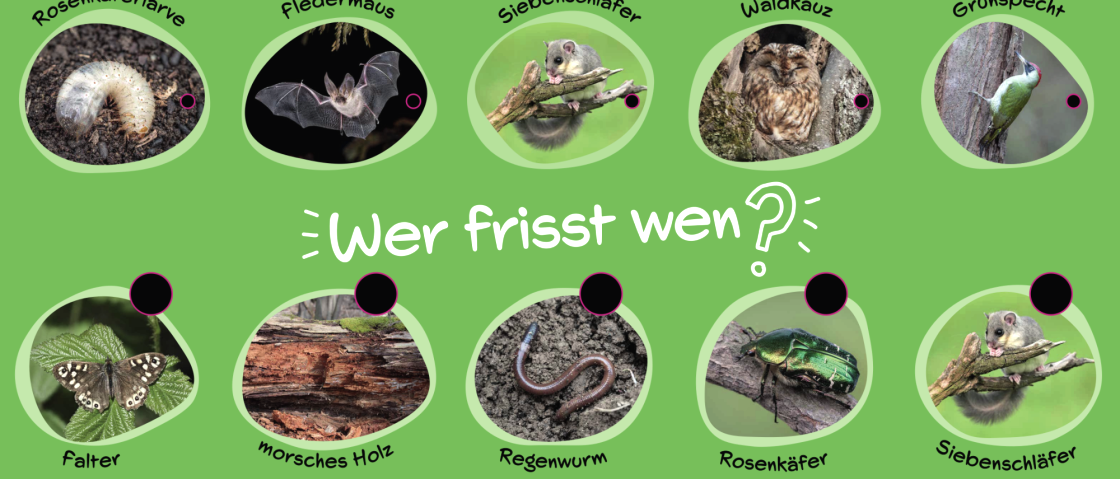 Groot quizbord voor de vraag: "Wie eet wie?", © hochkant Groot quizbord voor de vraag: "Wie eet wie?"