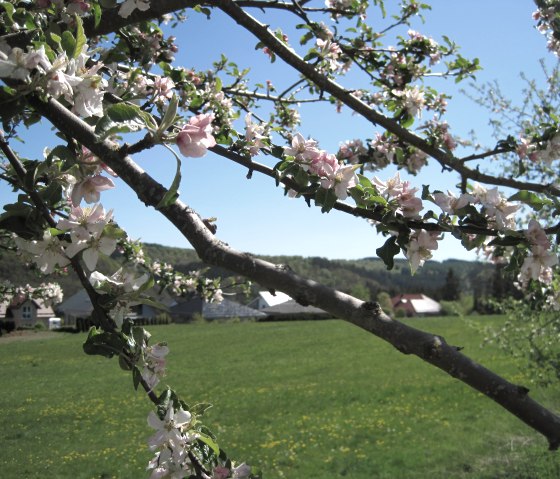 Een bloeiende tak met roze en witte bloemen voor een groene weide en huizen op de achtergrond onder een strakblauwe lucht., © Touristik GmbH Gerolsteiner Land Een bloeiende tak met roze en witte bloemen voor een groene weide en huizen op de achtergrond onder een strakblauwe lucht., © Touristik GmbH Gerolsteiner Land