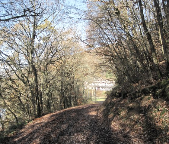 Ein Laubweg führt durch einen herbstlichen Wald mit kahlen Bäumen. Im Hintergrund ist ein Gebäude zu sehen., © Touristik GmbH Gerolsteiner Land Ein Laubweg führt durch einen herbstlichen Wald mit kahlen Bäumen. Im Hintergrund ist ein Gebäude zu sehen., © Touristik GmbH Gerolsteiner Land