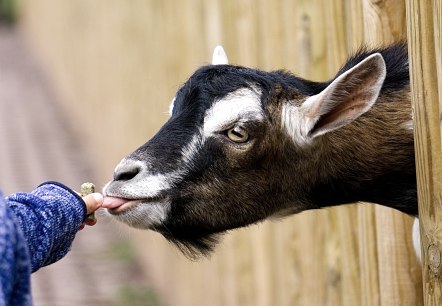 Petting zoo with goat feeding
, © pixabay A goat stretches its head far between the fence bars and is fed by a child's hand.