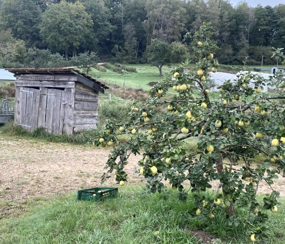 Obstbaum auf dem Hof Steinich.
, © Touristik GmbH Gerolsteiner Land Ein Obstbaum mit zahlreichen Früchten am Rande eines Weges. Dahinter eine Holzhütte und ein Futterwagen für Vieh.