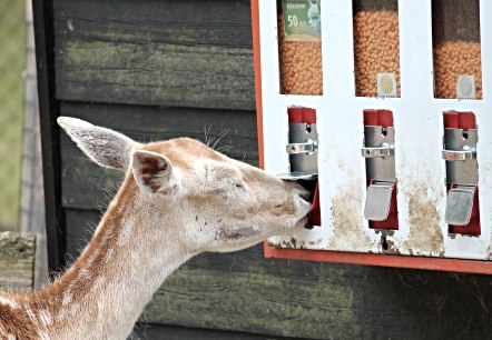 A deer helps itself to food from a feeding machine.
, © pixabay A deer sticks its snout into the opening of a feeding machine.