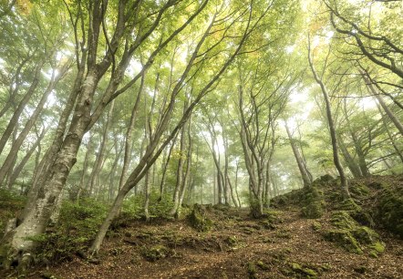Wald, © Eifel Tourismus GmbH- Dominik Ketz Wald, © Eifel Tourismus GmbH- Dominik Ketz