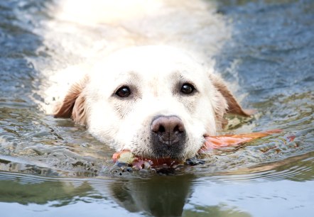 Hond spettert in het water met speelgoed.
, © pixabay Een witte hond zwemt in een natuurlijk water en draagt speelgoed in zijn bek.