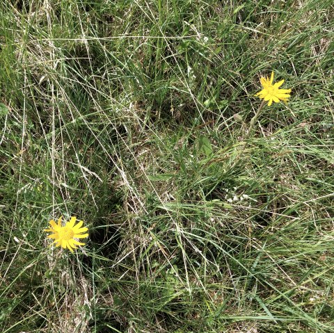 Arnica plants in a meadow near Kerschenbach, © Walter Schneider Arnica plants in a meadow near Kerschenbach, © Walter Schneider