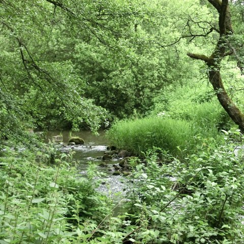 Het 2-stromenpad loopt door het Alfbachtal, © Eifel Tourismus GmbH Het 2-stromenpad loopt door het Alfbachtal, © Eifel Tourismus GmbH