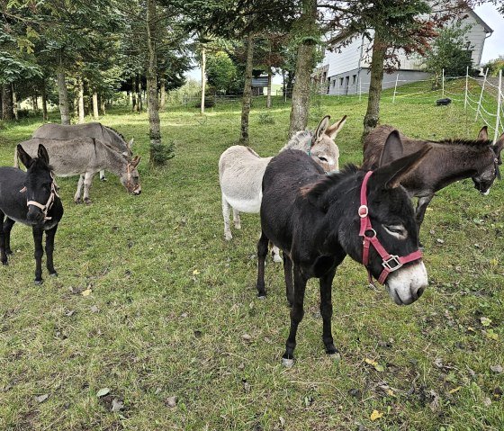 Zes ezels staan op een groene weide en grazen.
, © Touristik GmbH Gerolsteiner Land, Leonie Post Zes ezels staan bij elkaar op een groene weide tussen bomen voor een huis en grazen.