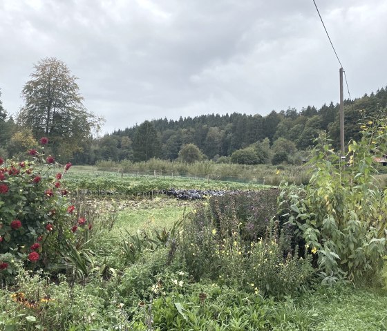 Weitläufige Felder mit verschiedenen Pflanzen.
, © Touristik GmbH Gerolsteiner Land Weitläufige grüne Felder mit verschiedenen Pflanzen umrandet von Wald.