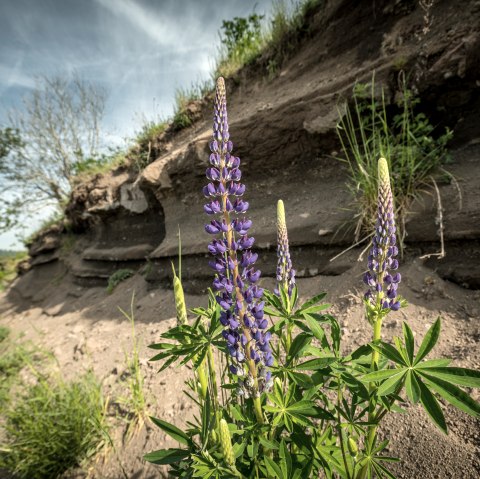 Vulkanische Gesteinsschichten in einer grünen Landschaft unter blauem Himmel und blühenden Pflanzen.
, © Eifel Tourismus GmbH, Dominik Ketz Schichtungen von vulkanischem Gestein in einer Landschaft mit Bäumen, Planzen und blauem Himmel.
