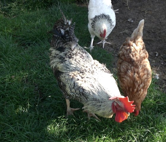 Glückliche Hühner, © Ferienhof an der Lay-Elisabeth Schröder Glückliche Hühner, © Ferienhof an der Lay-Elisabeth Schröder