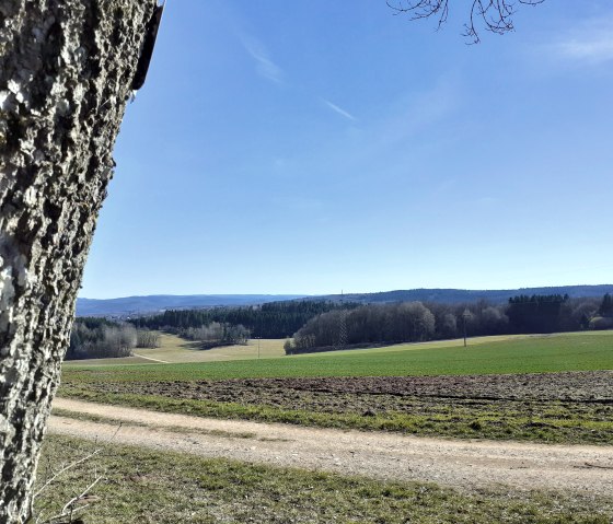 Baumstamm im Vordergrund, dahinter weite Felder und Wälder unter klarem, blauem Himmel., © Touristik GmbH Gerolsteiner Land, Ute Klinkhammer Baumstamm im Vordergrund, dahinter weite Felder und Wälder unter klarem, blauem Himmel., © Touristik GmbH Gerolsteiner Land, Ute Klinkhammer