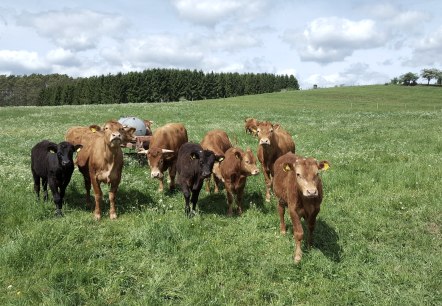 Kudde koeien op een groene weide onder een bewolkte hemel, bos en heuvels op de achtergrond., © Touristik GmbH Gerolsteiner Land Kudde koeien op een groene weide onder een bewolkte hemel, bos en heuvels op de achtergrond., © Touristik GmbH Gerolsteiner Land