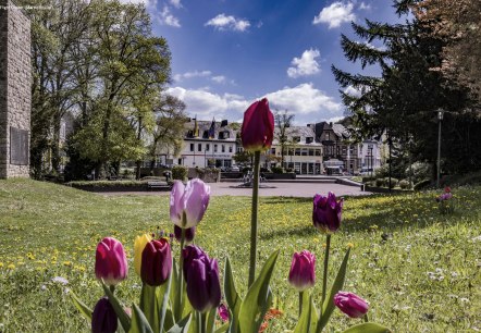 Springtime meadow in bloom at Brunnenplatz in Gerolstein
, © Diller Meadow covered with flowers, with colourful tulips in focus. Behind it, a square with a fountain in the middle and commercial buildings behind.