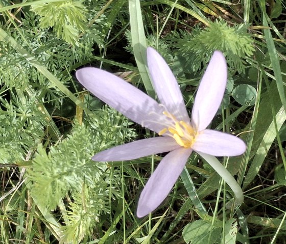 Wilde Kräuter, © Andrea Häfele Wilde Kräuter, © Andrea Häfele