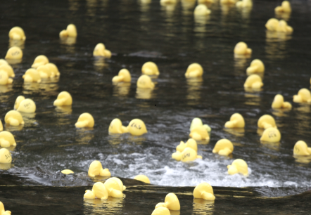 Enten auf dem Fluss Zahlreiche gelbe Gummienten treiben auf einem Gewässer.