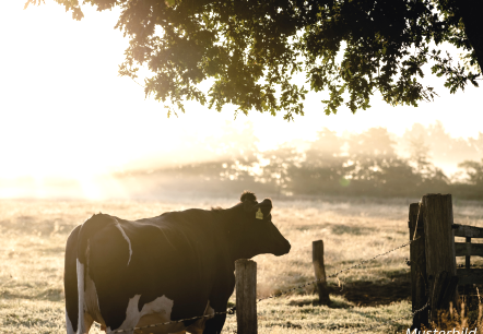 Musterbild Farm, © Canva Musterbild Farm, © Canva