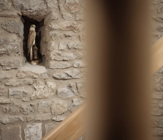 ein Turmfalke wacht über den Eingang ein Turmfalke wacht über den Eingang