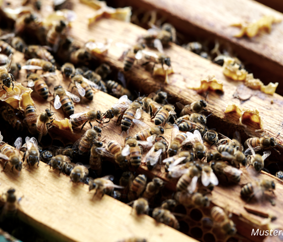 Bienen Imkerei Musterbild, © Canva Bienen Imkerei Musterbild, © Canva