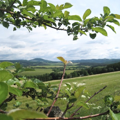 Green landscape with hills and fields, framed by branches and leaves in the foreground. Sweeping view over nature., © Touristik GmbH Gerolsteiner Land, Ute Klinkhammer Green landscape with hills and fields, framed by branches and leaves in the foreground. Sweeping view over nature., © Touristik GmbH Gerolsteiner Land, Ute Klinkhammer