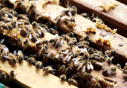 Bienen Imkerei Musterbild, © Canva Bienen Imkerei Musterbild, © Canva