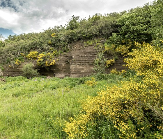 Dotterbloesem op het Vulkaanpad bij Ellscheid, © Eifel Tourismus GmbH, Dominik Ketz Dotterbloesem op het Vulkaanpad bij Ellscheid, © Eifel Tourismus GmbH, Dominik Ketz