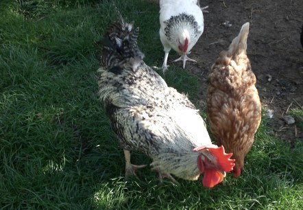 Glückliche Hühner, © Ferienhof an der Lay-Elisabeth Schröder Glückliche Hühner, © Ferienhof an der Lay-Elisabeth Schröder