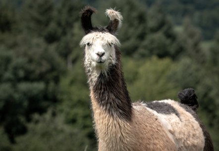 Lama-Wanderung, © Nikolai Wirtz, Lamazucht Vulkaneifel Lama-Wanderung, © Nikolai Wirtz, Lamazucht Vulkaneifel
