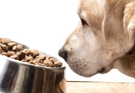 Hund Essen, © Canva Hund Essen, © Canva