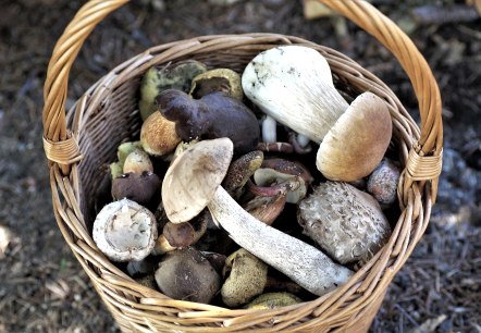 Pilze sammeln, © pixabay Pilze sammeln, © pixabay