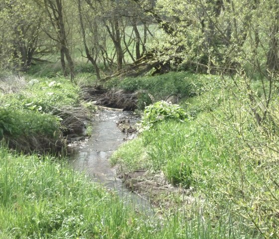 A small stream flows through a green landscape with trees and lush vegetation. Sunlight filters through the leaves., © Touristik GmbH Gerolsteiner Land A small stream flows through a green landscape with trees and lush vegetation. Sunlight filters through the leaves., © Touristik GmbH Gerolsteiner Land
