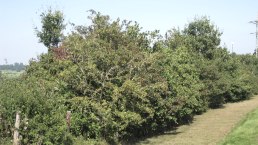 Heckenlandschaft Eifel, © Ute Klinkhammer, Touristik GmbH Gerolsteiner Land Heckenlandschaft Eifel, © Ute Klinkhammer, Touristik GmbH Gerolsteiner Land