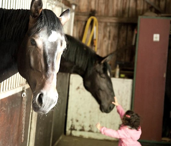 LUS_5153 Kopie, © Ferienwohnung Eifel/Relax Frau Walla LUS_5153 Kopie, © Ferienwohnung Eifel/Relax Frau Walla