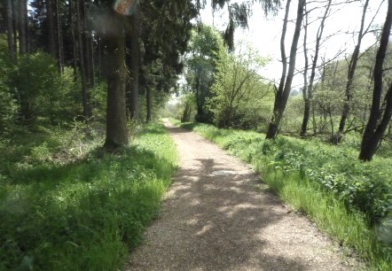 Ein schmaler Waldweg führt durch eine grüne, bewaldete Landschaft. Die Sonne scheint durch die Bäume und beleuchtet den Weg., © Touristik GmbH Gerolsteiner Land Ein schmaler Waldweg führt durch eine grüne, bewaldete Landschaft. Die Sonne scheint durch die Bäume und beleuchtet den Weg., © Touristik GmbH Gerolsteiner Land