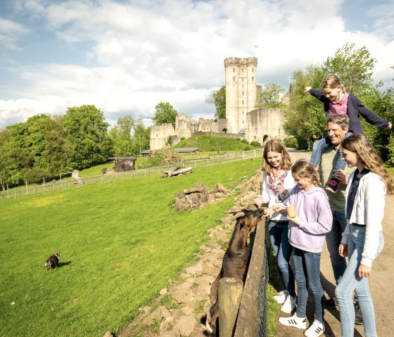 ET-2023-209-Adler & Wolfspark Kasselburg, Pelm-©Ei ET-2023-209-Adler & Wolfspark Kasselburg, Pelm-©Ei