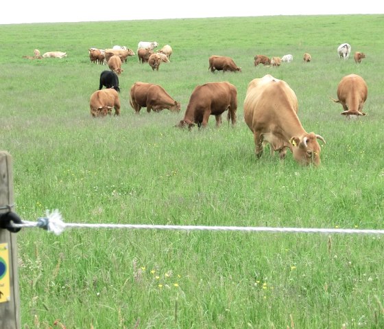 Tierische Zuschauer auf der Wandertour 2 Bäche-Pfad, © Eifel Tourismus GmbH Tierische Zuschauer auf der Wandertour 2 Bäche-Pfad, © Eifel Tourismus GmbH